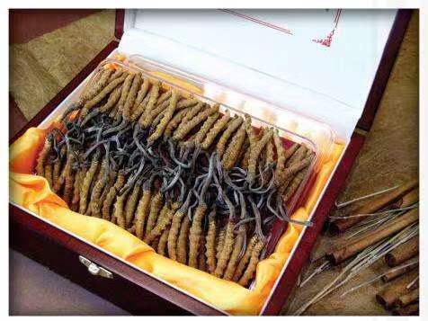 交城冬虫夏草回收